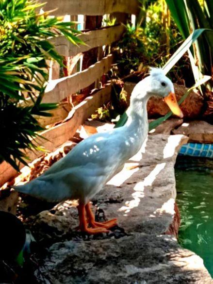 Dependance Oscar Apartment Carrozziere Fonte Ciane Ngoại thất bức ảnh
